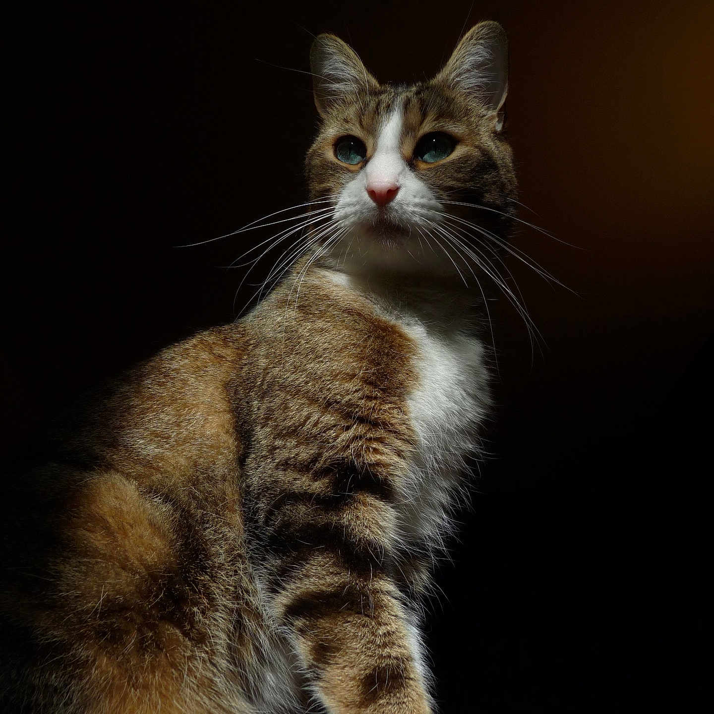 Oli a rejoint le concours — aidez-le/la à gagner de superbes lots ! animal, brown, cat, closeup, dark_background, detailed, dramatic_lighting, ears, eyes, face, feline, fur, indoor, paw, pet, portrait, sitting, tabby, whiskers, white