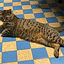animal, blue, cat, checkerboard, curious, domestic, ears, feline, floor, fur, indoor, lying_down, mammal, pet, relaxed, striped, tabby, tail, whiskers, yellow