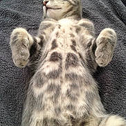 London participe au concours pour gagner de l'argent avec cette photo : animal, blanket, cat, closeup, cozy, cute, domestic, fluffy, fur, lying_down, mammal, paw, pet, relaxed, resting, sleeping, soft, striped, tabby, whiskers