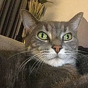 London participe au concours pour gagner de l'argent avec cette photo : cat, gray_tabby, green_eyes, whiskers, close_up, indoor, couch, curtains, cushion, pet, feline, domestic_animal, face, fur, looking, relaxed, cozy, home, animal, portrait