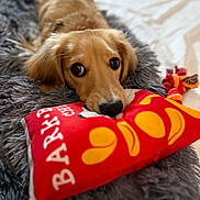 Maize is registered to the contest to win money with this photo: dog, toy, blanket, bed, playful, pet, cute, fur, animal, indoor, red, yellow, gray, soft, nose, ears, resting, looking, closeup, home