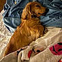 Maize is registered to the contest to win money with this photo: dog, sleeping, bed, blanket, fleece, cozy, long_hair, golden, indoors, resting, pet, comfort, fur, paws, collar, soft, warm, relaxation, cute, domestic