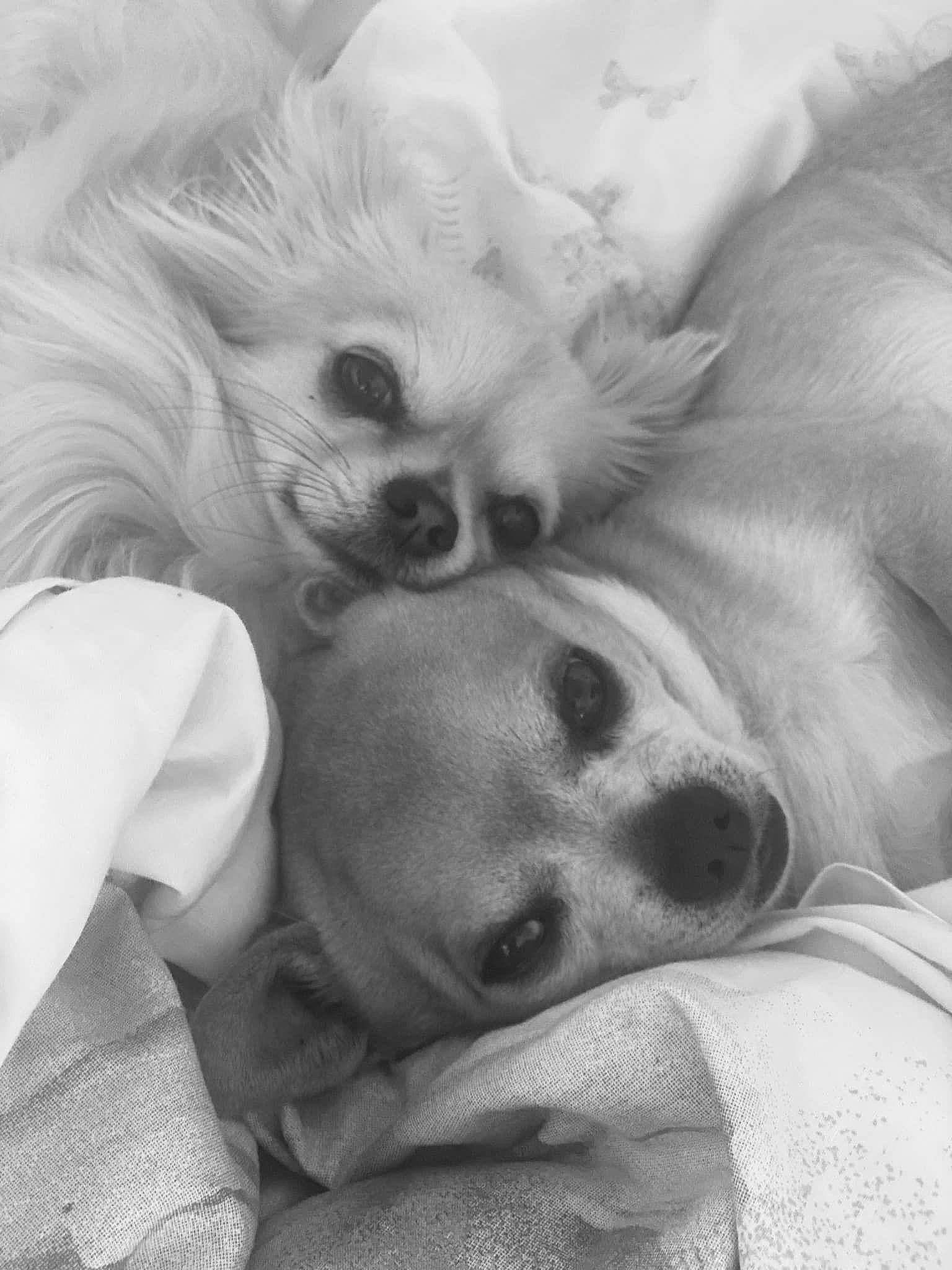 Gizmo joined the competition — help win amazing prizes! black, black_and_white, canidae, carnivore, comfort, companion_dog, dog, dog_breed, ear, fawn, fur, happy, monochrome, monochrome_photography, snout, sporting_group, style, toy_dog, whiskers, white