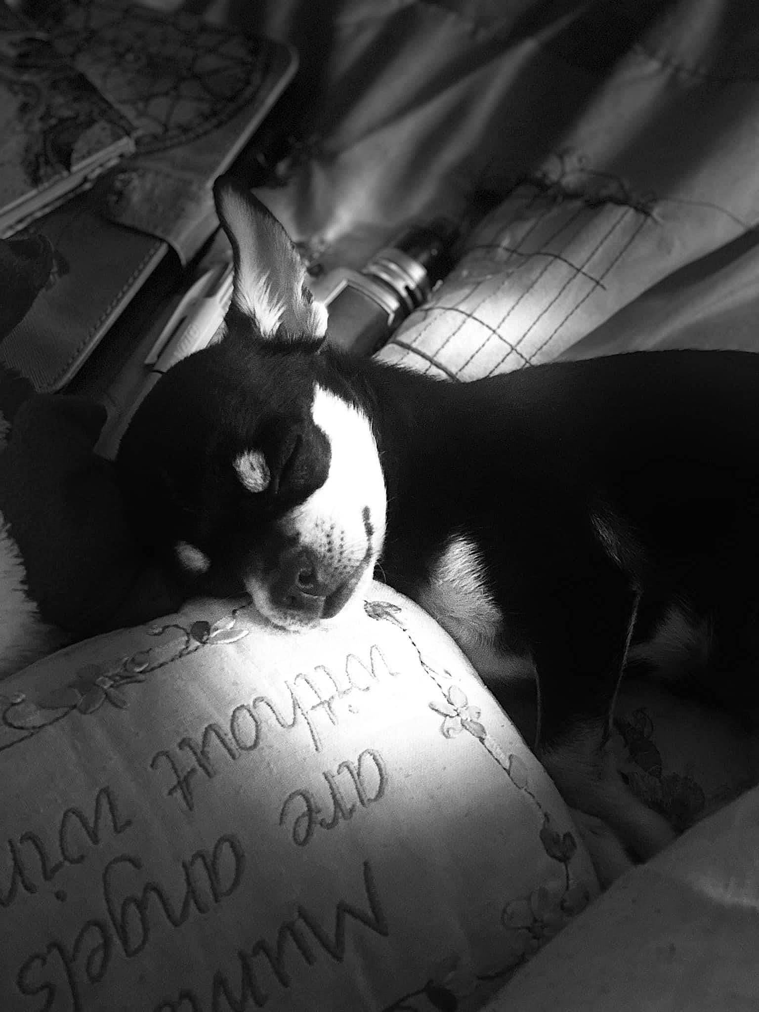 Kia joined the competition — help win amazing prizes! black_and_white, carnivore, comfort, companion_dog, darkness, dog, dog_breed, ear, flash_photography, font, grey, handwriting, monochrome, monochrome_photography, snout, stock_photography, style, tints_and_shades, toy_dog, whiskers