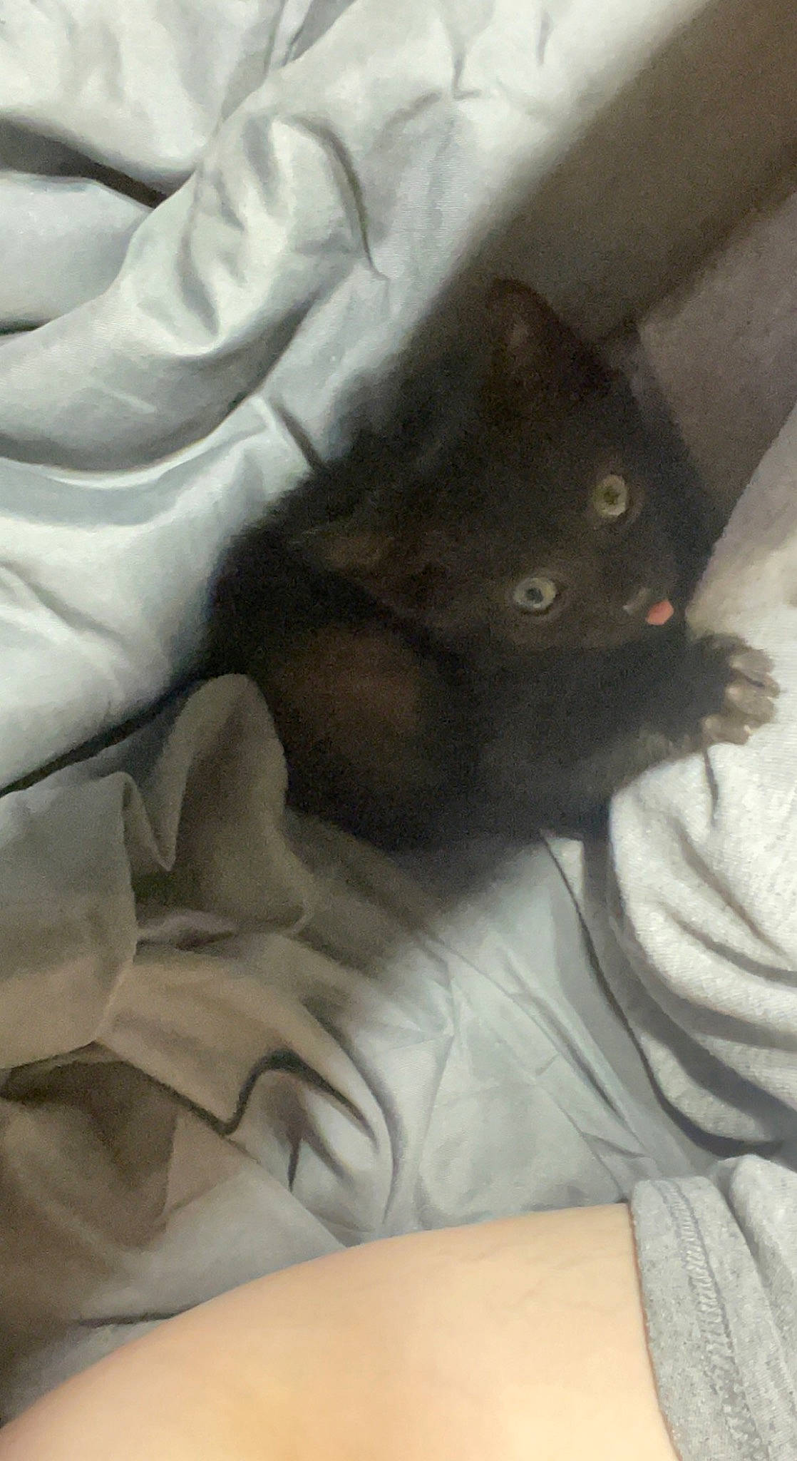 Voodoo is registered to the contest to win money with this photo: black_cat, carnivore, cat, claw, cloud, comfort, domestic_short_haired_cat, felidae, fur, grey, human_leg, linens, paw, small_to_medium_sized_cats, snout, square, tail, whiskers