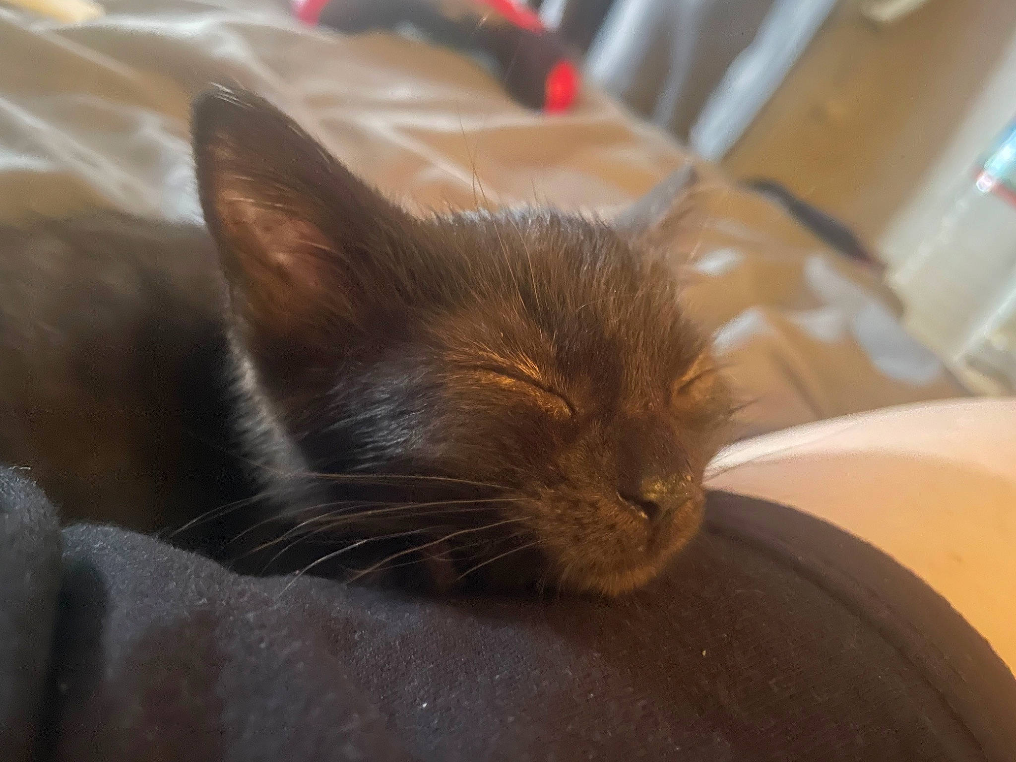 Voodoo joined the competition — help win amazing prizes! carnivore, cat, claw, comfort, domestic_short_haired_cat, ear, fawn, felidae, fur, liver, nap, sleep, small_to_medium_sized_cats, snout, tail, whiskers