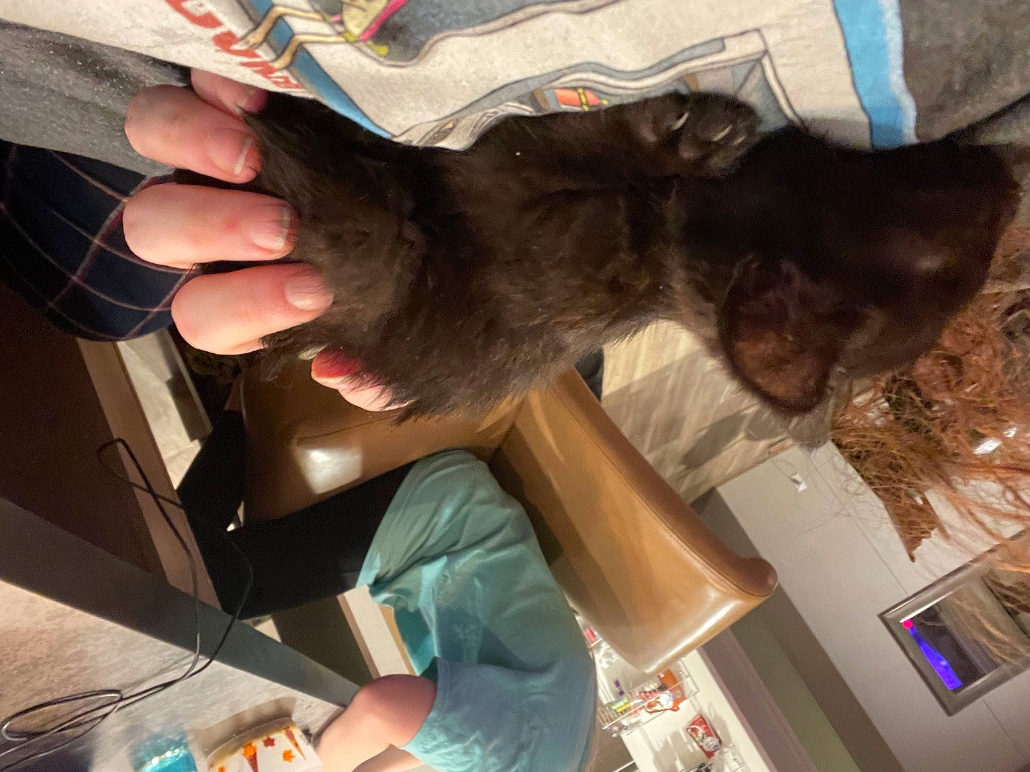 Voodoo is registered to the contest to win money with this photo: canidae, carnivore, collar, companion_dog, dog, dog_breed, ear, fawn, felidae, fur, gesture, liver, nail, picture_frame, small_to_medium_sized_cats, snout, sporting_group, tail, working_animal, wrist