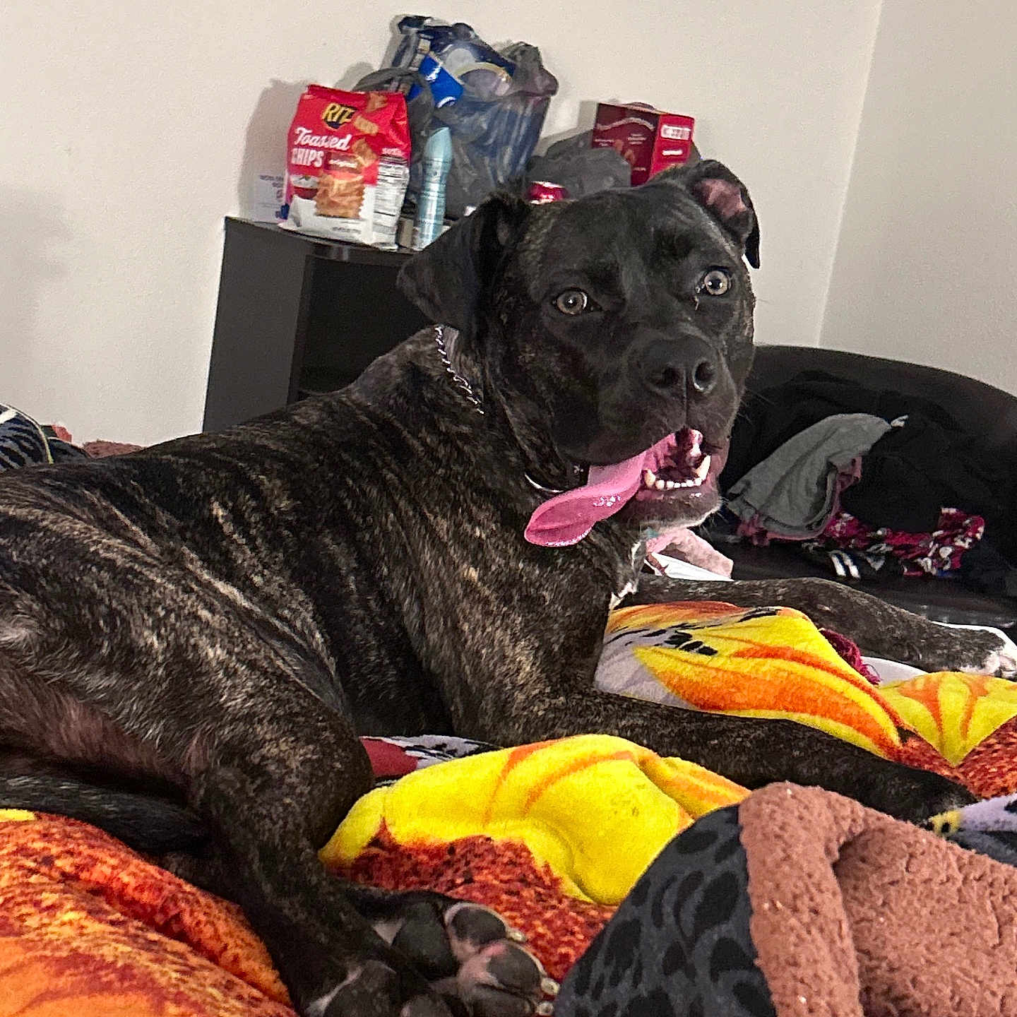 Duchess is registered to the contest to win money with this photo: accessories, animal, bag, bed, bedroom, blanket, bulldog, canine, couch, dog, face, furniture, handbag, indoors, interiordesign, pet, puppy, quilt, room, shelf