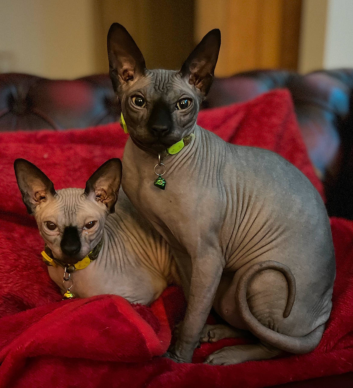 Pi Pascal is registered to the contest to win money with this photo: carmine, carnivore, cat, cat_supply, comfort, creative_arts, curious, donskoy, fawn, felidae, grey, small_to_medium_sized_cats, snout, sphynx, terrestrial_animal, whiskers