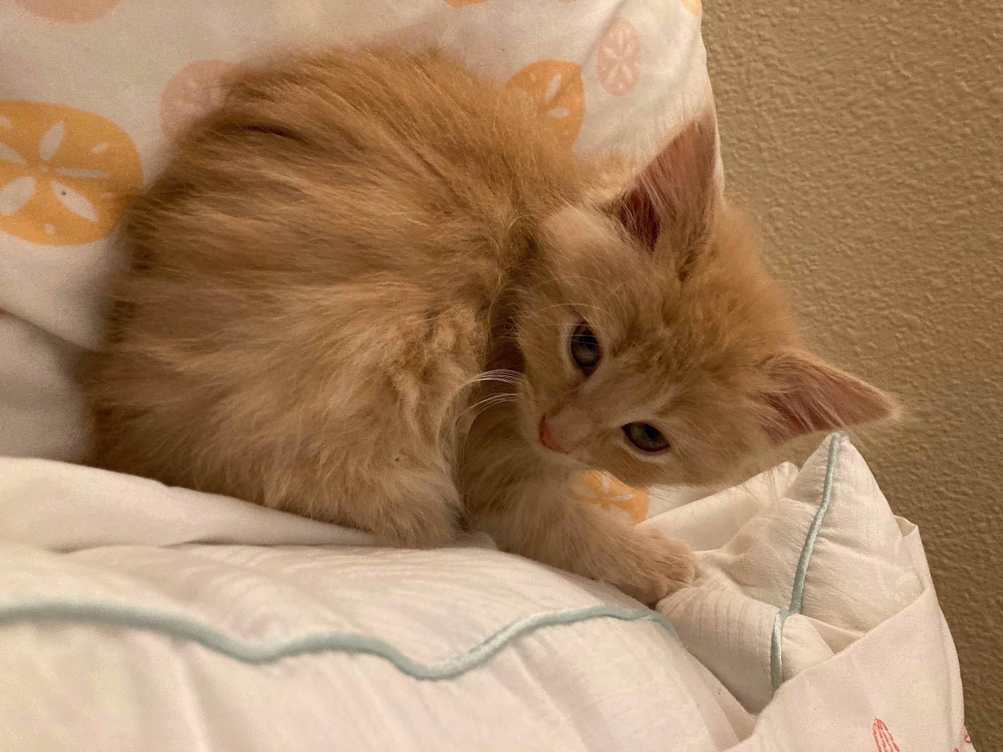 Jade joined the competition — help win amazing prizes! carnivore, cat, claw, comfort, fawn, felidae, fur, linens, paw, small_to_medium_sized_cats, snout, whiskers