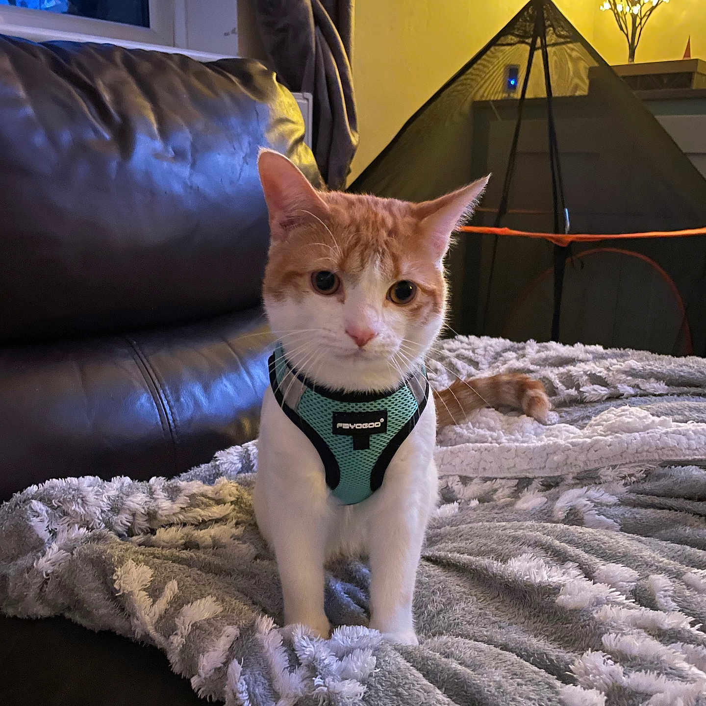 Simba is registered to the contest to win money with this photo: animal, architecture, blanket, building, camping, canine, cat, couch, furniture, homedecor, indoors, interiordesign, kitten, livingroom, nature, outdoors, pet, room, shelter, tent
