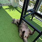 Tito is registered to the contest to win money with this photo: cat, feline, pet, tabby_cat, balcony, artificial_grass, potted_plant, plant_pot, metal_railing, chair_leg, shadow, sunshine, belly_up, paws, fur, relaxing, sunbathing, outdoor, railing_grid, urban_view