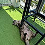 cat, feline, pet, tabby_cat, balcony, artificial_grass, potted_plant, plant_pot, metal_railing, chair_leg, shadow, sunshine, belly_up, paws, fur, relaxing, sunbathing, outdoor, railing_grid, urban_view