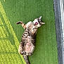 cat, tabby_cat, pet, feline, yard, artificial_grass, turf, belly, paws, tail, tongue, yawning, playful, sunlight, shadow, collar, relaxed, lying_on_back, outdoor, whiskers