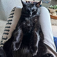 Soso is registered to the contest to win money with this photo: cat, black_cat, pet, lap, paws, fur, whiskers, sleepy, relaxed, indoor, living_room, couch, sweatpants, legs, closeup, portrait, plant, succulent, cozy, home