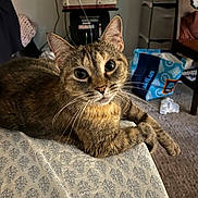 Tiger joined the competition — help win amazing prizes! cat, tabby, pet, animal, indoor, bedspread, furniture, chair, sewing_machine, shopping_bag, carpet, curious, whiskers, ears, fur, paws, closeup, domestic, relaxed, home