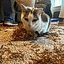 cat, carpet, crinkled_paper, indoor, living_room, couch, window, person, shoes, gray_and_white_cat, curious_cat, floor, daylight, home, furniture, textured_surface, pet, animal, relaxed, domestic