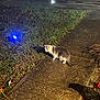 cat, sidewalk, grass, night, outdoor, animal, pet, curious, blue_light, car, vehicle, pavement, shadow, street, urban, quiet, alone, exploring, nighttime, nature