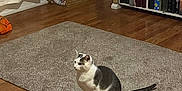 Lady is registered to the contest to win money with this photo: cat, indoor, carpet, wooden_floor, cardboard_box, bookshelf, books, decor, plant, lamp, curtain, pet, furniture, living_room, gray_and_white, animal, floor, sitting, cozy, home
