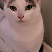 Lady is registered to the contest to win money with this photo: cat, white_cat, gray_markings, pet, close_up, animal, feline, indoor, looking, face, ears, whiskers, fur, eyes, calm, domestic_cat, portrait, cute, mammal, attention