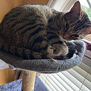 Beerus joined the competition — help win amazing prizes! animal, blinds, brown, cat, cat_tree, cozy, curled_up, ears, feline, fur, gray, indoor, looking, pet, resting, soft, striped, tabby, whiskers, window