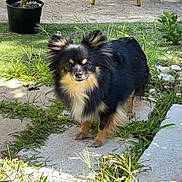 Shelby participe au concours pour gagner de l'argent avec cette photo : animal, black_dog, canine, chair, cute, daylight, dog, fur, garden, grass, nature, outdoor, pathway, pet, plant, potted_plant, small_dog, sunlight, table, tan_dog