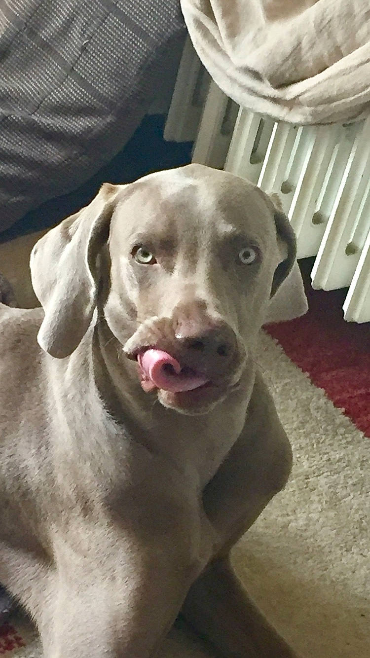 Obama participe au concours pour gagner de l'argent avec cette photo : beagador, blue_lacy, canidae, carnivore, dog, dog_breed, ear, fawn, mammal, nose, pointing_breed, snout, sporting_group, vertebrate, vizsla, weimaraner