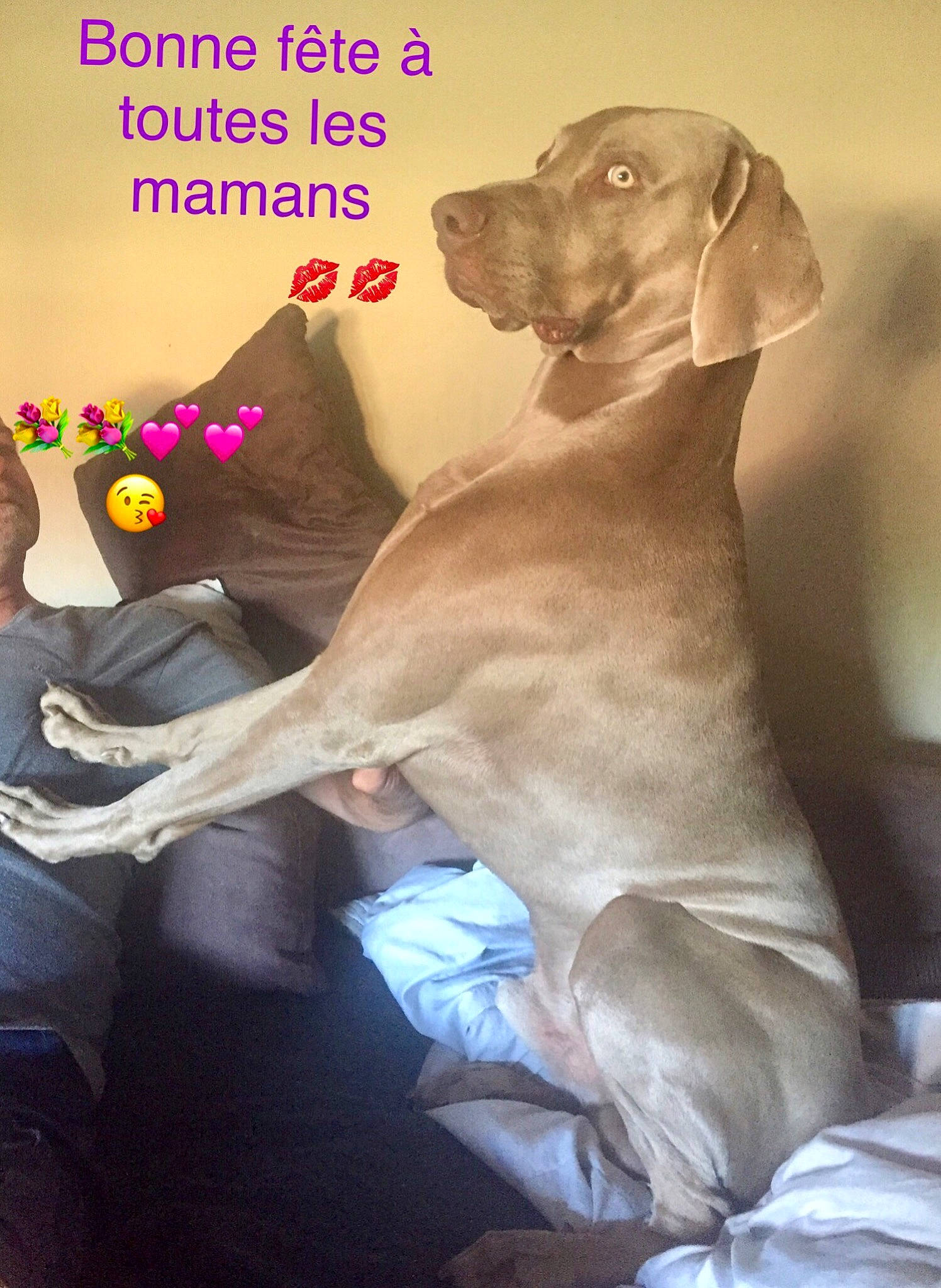 Obama participe au concours pour gagner de l'argent avec cette photo : blue_lacy, canidae, carnivore, dog, dog_breed, fawn, mammal, photo_caption, pointing_breed, sporting_group, vertebrate, vizsla, weimaraner