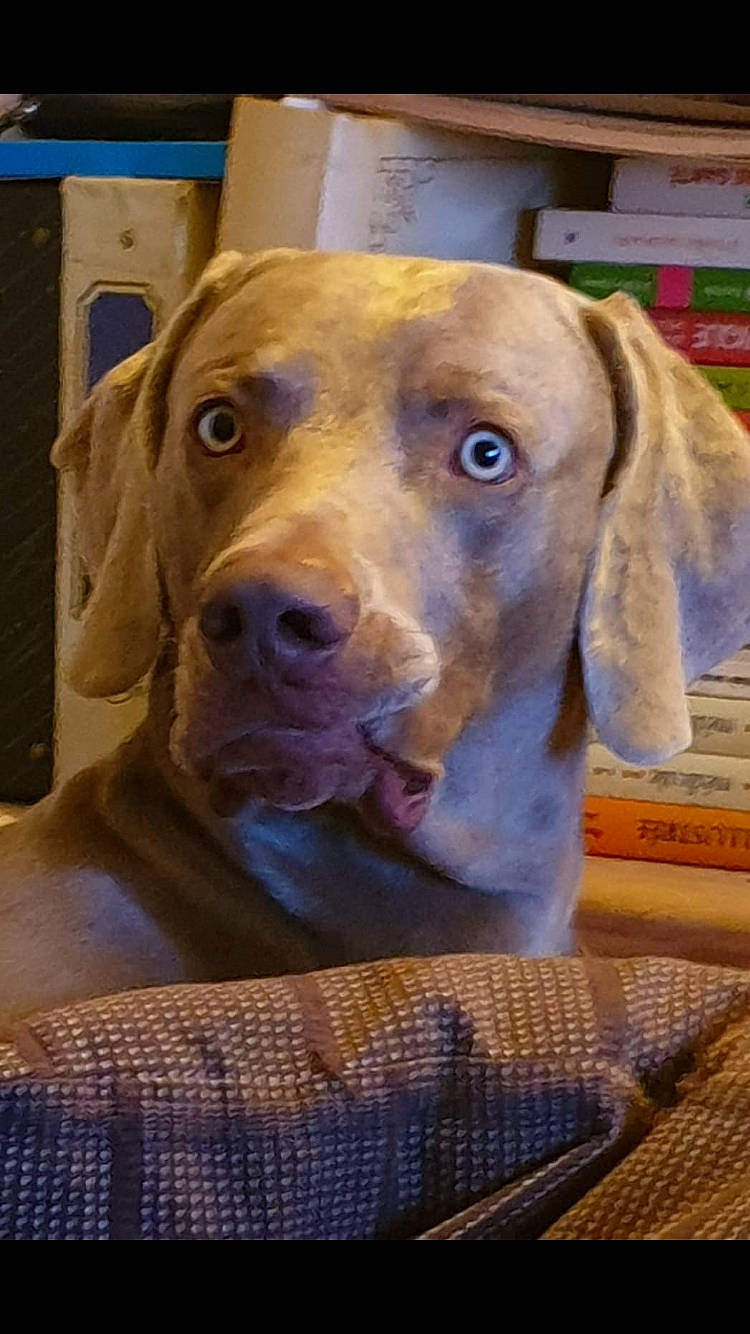 Obama participe au concours pour gagner de l'argent avec cette photo : beagador, canidae, carnivore, dog, dog_breed, ear, fawn, gun_dog, hunting_dog, labrador_retriever, liver, mammal, pointer, pointing_breed, snout, sporting_group, vertebrate, vizsla, weimaraner