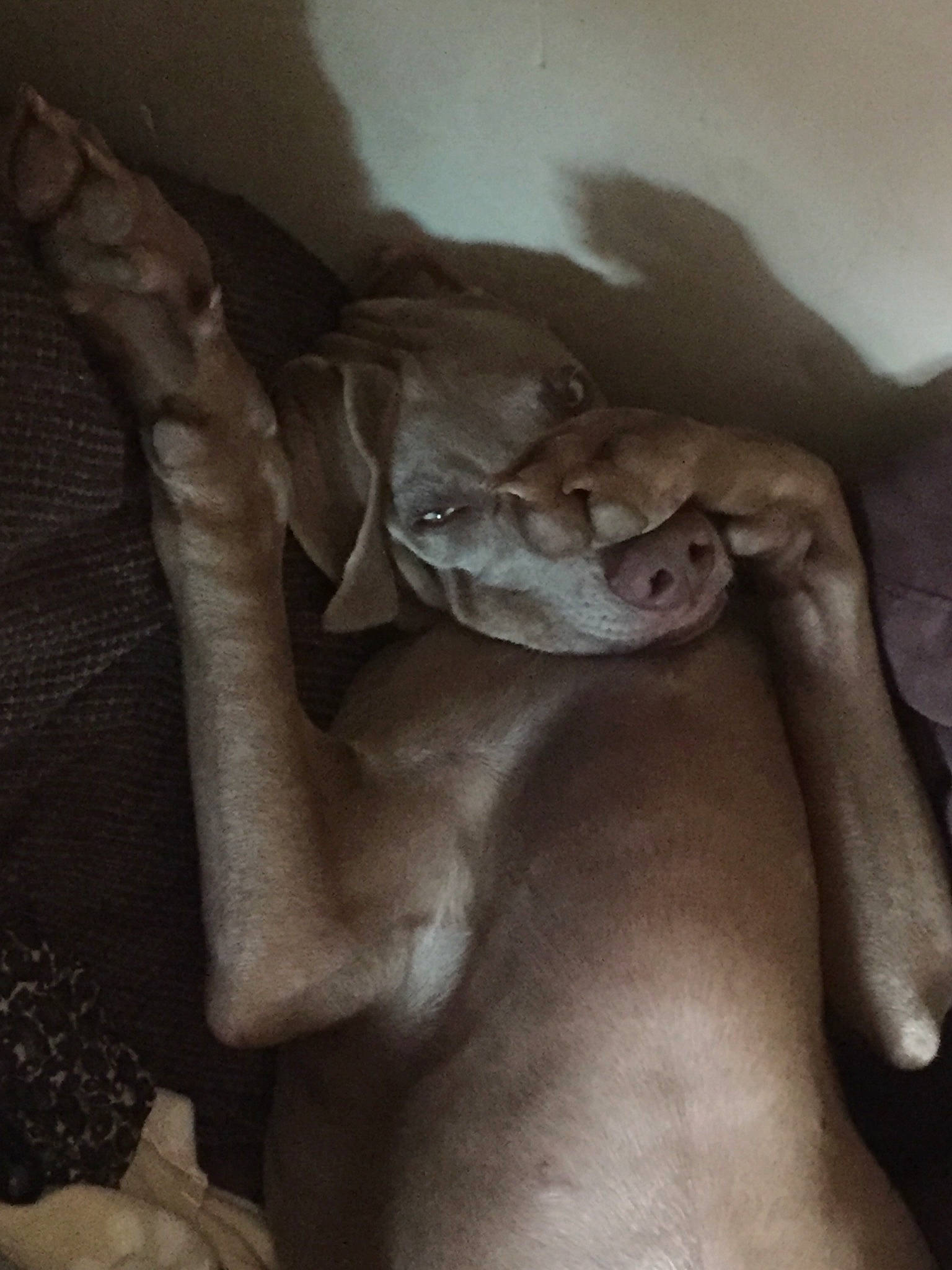 Obama participe au concours pour gagner de l'argent avec cette photo : canidae, fawn, flesh, leg, sporting_group, weimaraner