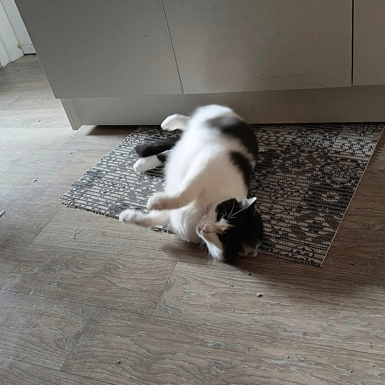 Miou-miou