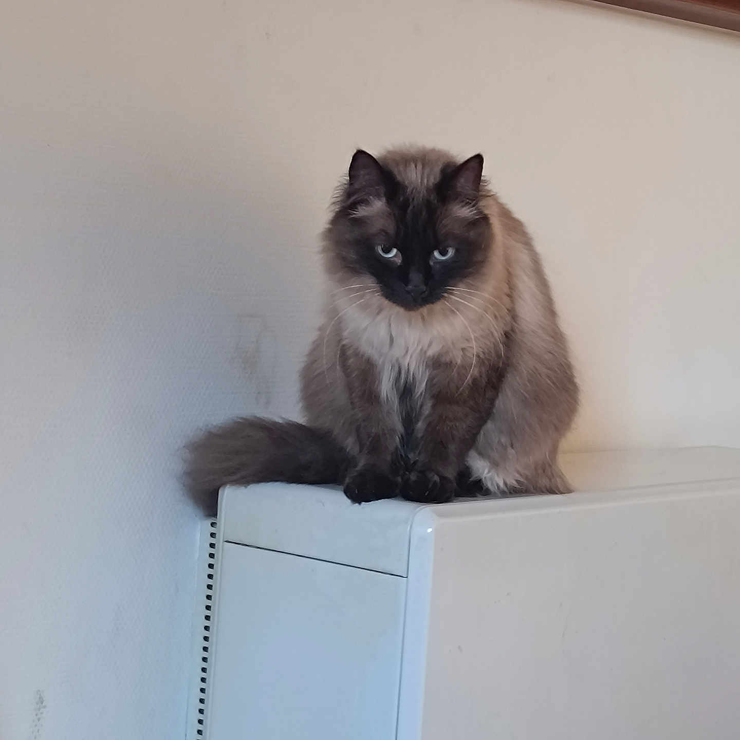 Loulou