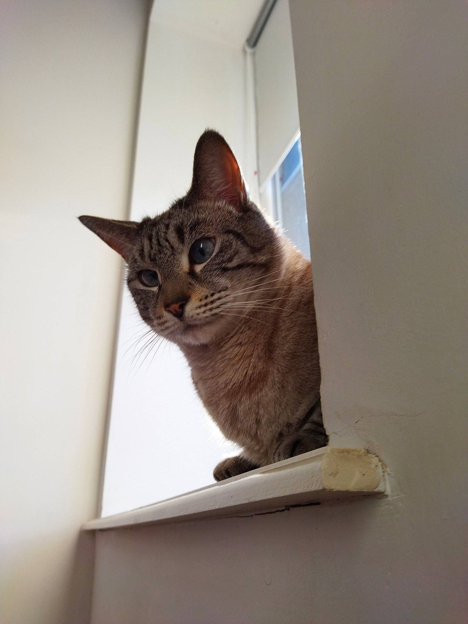 Minato a rejoint le concours — aidez-le/la à gagner de superbes lots ! box, cardboard, carnivore, cat, cat_supply, domestic_short_haired_cat, felidae, fur, hardwood, paper_product, pet_supply, room, small_to_medium_sized_cats, snout, tail, terrestrial_animal, whiskers, window, wood