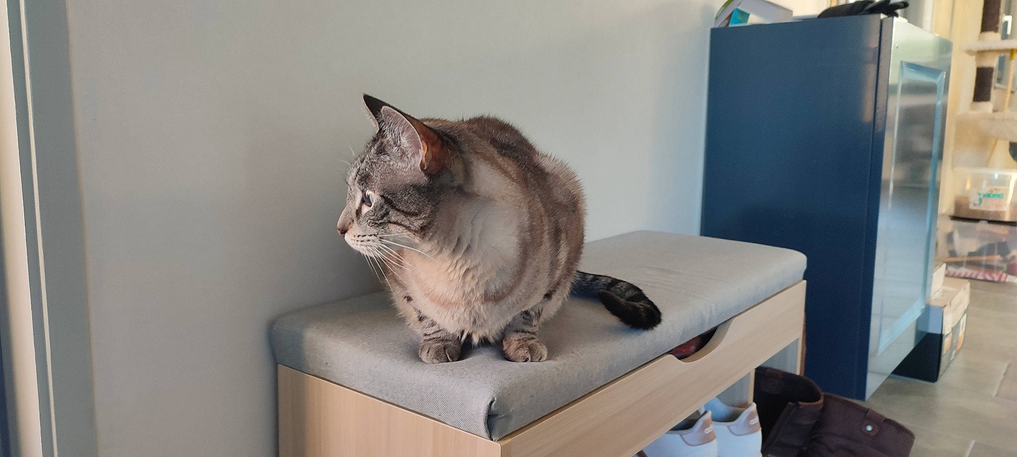 Minato participe au concours pour gagner de l'argent avec cette photo : carnivore, cat, comfort, domestic_short_haired_cat, felidae, fur, grey, hardwood, room, sitting, small_to_medium_sized_cats, table, tail, whiskers