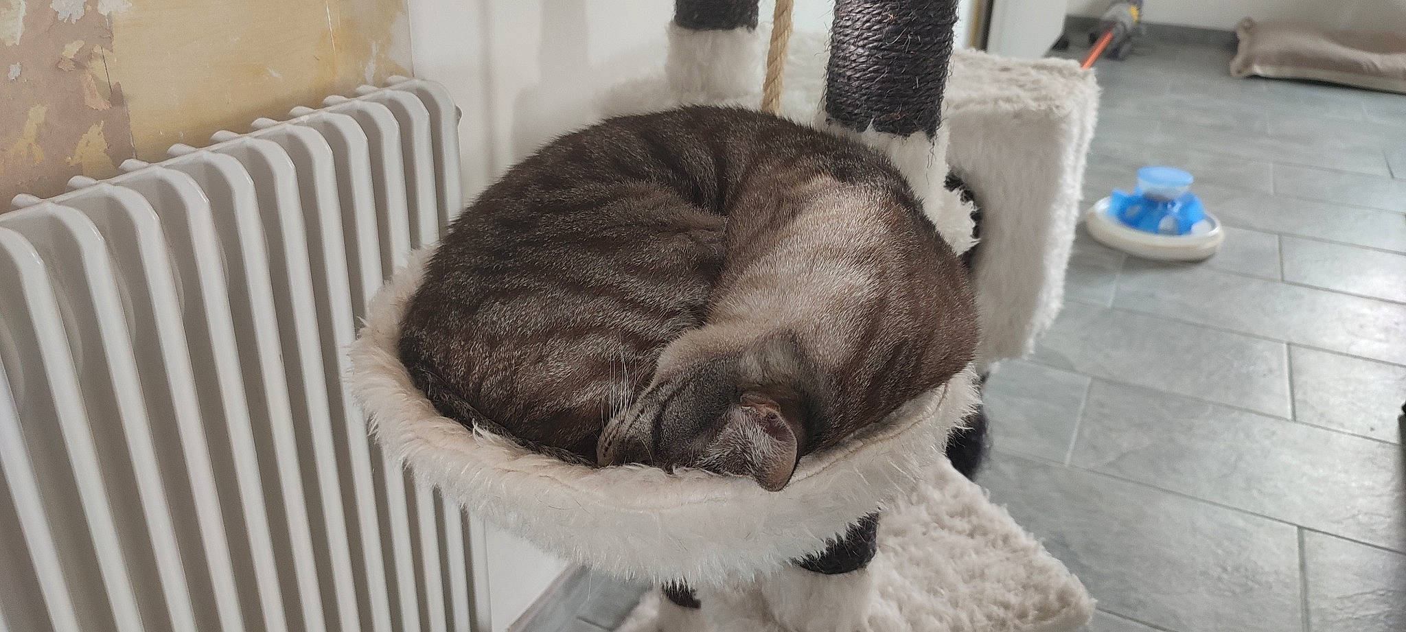 Minato a rejoint le concours — aidez-le/la à gagner de superbes lots ! canidae, carnivore, cat, cat_bed, cat_supply, comfort, companion_dog, dog_breed, domestic_short_haired_cat, fawn, felidae, fur, nap, pet_supply, small_to_medium_sized_cats, snout, sporting_group, tail, terrestrial_animal, whiskers