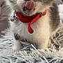 animal, bell, cat, close_up, collar, curious, cute, feline, fluffy_rug, fur, gray, indoor, kitten, pet, playful, small, tongue_out, whiskers, white, young