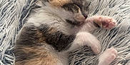 Akali participe au concours pour gagner de l'argent avec cette photo : animal, blanket, cat, cozy, cute, domestic_cat, fur, furry, indoor, kitten, paws, pet, relaxed, resting, sleep, sleeping, small, soft, whiskers, young