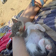 Akali a rejoint le concours — aidez-le/la à gagner de superbes lots ! animal, arm, beach, bracelet, casual, colorful, cute, furry, kitten, outdoor, pet, relaxation, resting, sand, shoe, sleeping, small_animal, summer, sunlight, towel