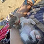 animal, arm, beach, bracelet, casual, colorful, cute, furry, kitten, outdoor, pet, relaxation, resting, sand, shoe, sleeping, small_animal, summer, sunlight, towel