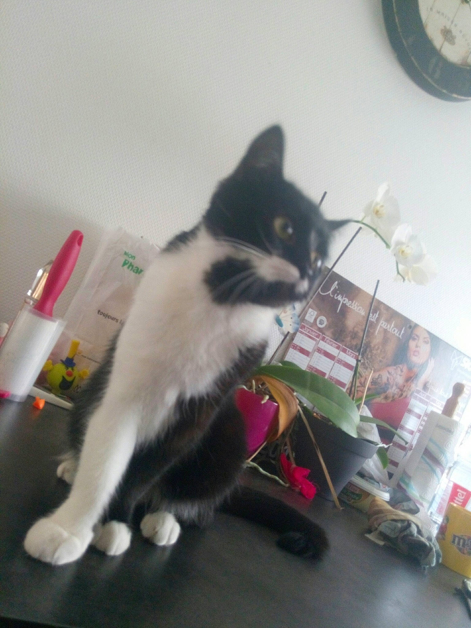 Magie a rejoint le concours — aidez-le/la à gagner de superbes lots ! aegean_cat, carnivoran, cat, cat_like_mammal, domestic_short_haired_cat, european_shorthair, fur, kitten, person, small_to_medium_sized_cats, whiskers