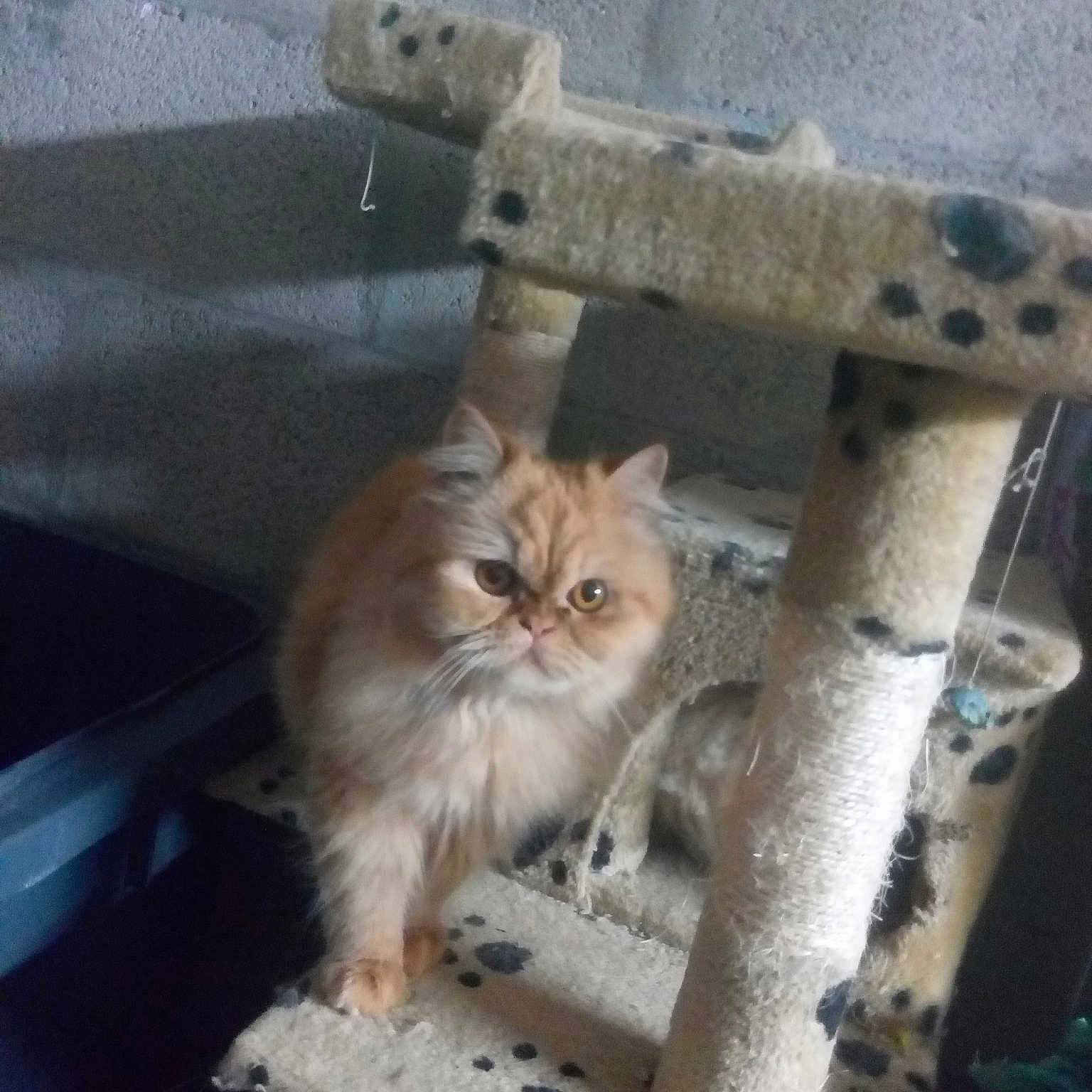 Naya