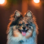 Rocket joined the competition — help win amazing prizes! dog, fluffy, happy, tongue_out, portrait, pet, cute, animal, fur, collar, indoor, bokeh, warm_lighting, closeup, ears, smiling, furry, friendly, companion, adorable