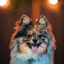 dog, fluffy, happy, tongue_out, portrait, pet, cute, animal, fur, collar, indoor, bokeh, warm_lighting, closeup, ears, smiling, furry, friendly, companion, adorable