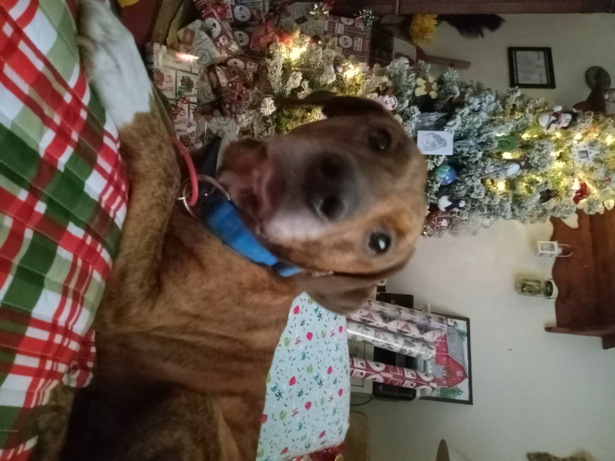 Paco is registered to the contest to win money with this photo: carnivore, collar, companion_dog, dog, dog_breed, ear, event, fawn, fun, fur, holiday, liver, pet_supply, picture_frame, plaid, snout, sporting_group, tartan, tree, working_animal