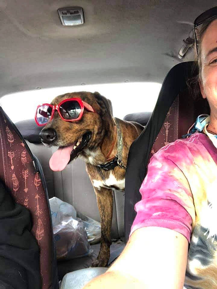 Paco joined the competition — help win amazing prizes! air_travel, auto_part, automotive_design, car, car_seat, car_seat_cover, carnivore, companion_dog, dog, eyewear, goggles, head_restraint, motor_vehicle, personal_luxury_car, seat_belt, sunglasses, thigh, vehicle, vehicle_door, vision_care