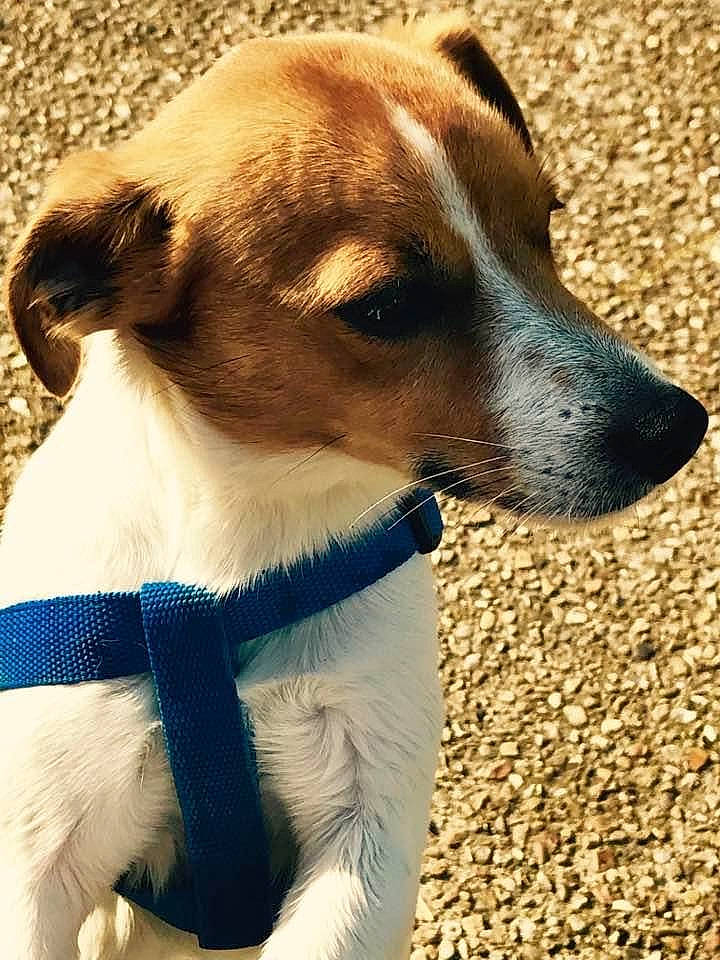 Jacob participe au concours pour gagner de l'argent avec cette photo : canidae, carnivore, companion_dog, dog, dog_breed, feist, fox_terrier, irishjacks, jack_russell_terrier, mammal, miniature_fox_terrier, potcake_dog, puppy, rare_breed_dog, russell_terrier, smooth_fox_terrier, snout, tenterfield_terrier, vertebrate, whiskers