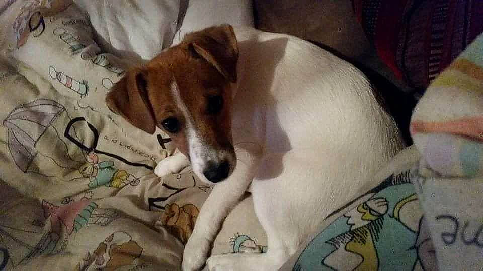 Jacob a rejoint le concours — aidez-le/la à gagner de superbes lots ! canidae, carnivore, companion_dog, danish_swedish_farmdog, dog, dog_breed, fox_terrier, harrier, irishjacks, jack_russell_terrier, mammal, miniature_fox_terrier, parson_russell_terrier, puppy, russell_terrier, smooth_fox_terrier, snout, treeing_feist, vertebrate