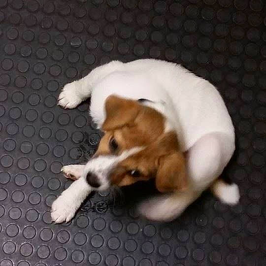 Jacob participe au concours pour gagner de l'argent avec cette photo : american_foxhound, beagador, beagle, beagle_harrier, canidae, carnivore, companion_dog, dog, dog_breed, english_foxhound, estonian_hound, harrier, mammal, paw, pocket_beagle, puppy, puppy_love, rare_breed_dog, russell_terrier, snout