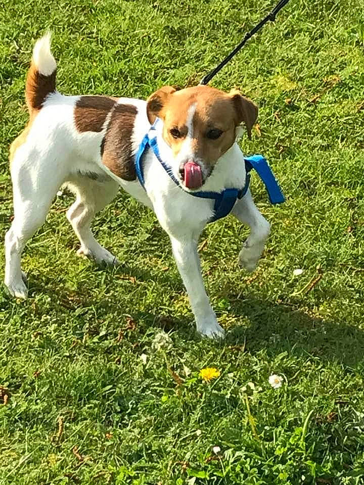 Jacob a rejoint le concours — aidez-le/la à gagner de superbes lots ! canidae, carnivore, companion_dog, danish_swedish_farmdog, dog, dog_breed, feist, harrier, jack_russell_terrier, kromfohrlander, mammal, miniature_fox_terrier, parson_russell_terrier, plummer_terrier, rare_breed_dog, russell_terrier, sporting_group, tenterfield_terrier, treeing_feist, vertebrate