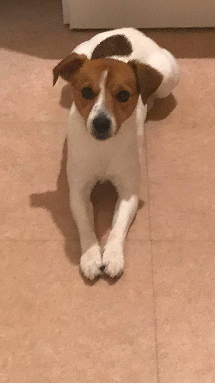 Jacob participe au concours pour gagner de l'argent avec cette photo : brazilian_terrier, canidae, carnivore, chilean_fox_terrier, companion_dog, danish_swedish_farmdog, dog, dog_breed, harrier, jack_russell_terrier, mammal, miniature_fox_terrier, parson_russell_terrier, plummer_terrier, ratonero_bodeguero_andaluz, russell_terrier, smooth_fox_terrier, snout, tenterfield_terrier, vertebrate